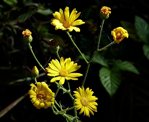 {Heterotheca latifolia}